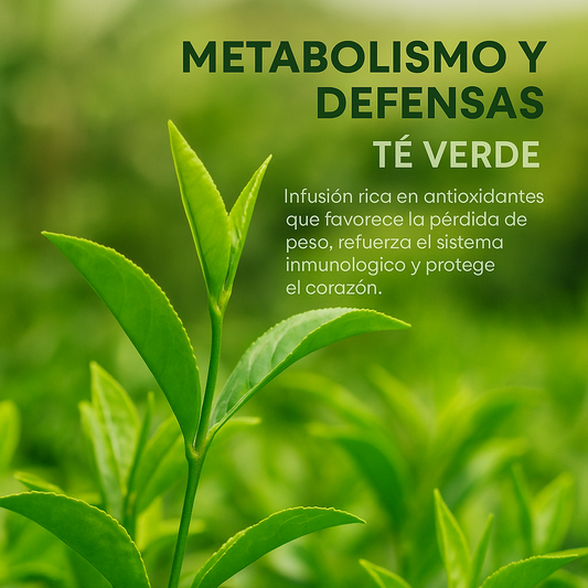 24 BURN – Activa tu energía y equilibrio natural