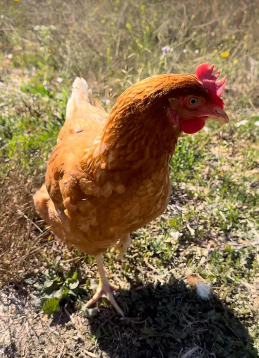 Huevos de Gallina Libre — Bandeja 30 Unidades | Vida Natura Chile