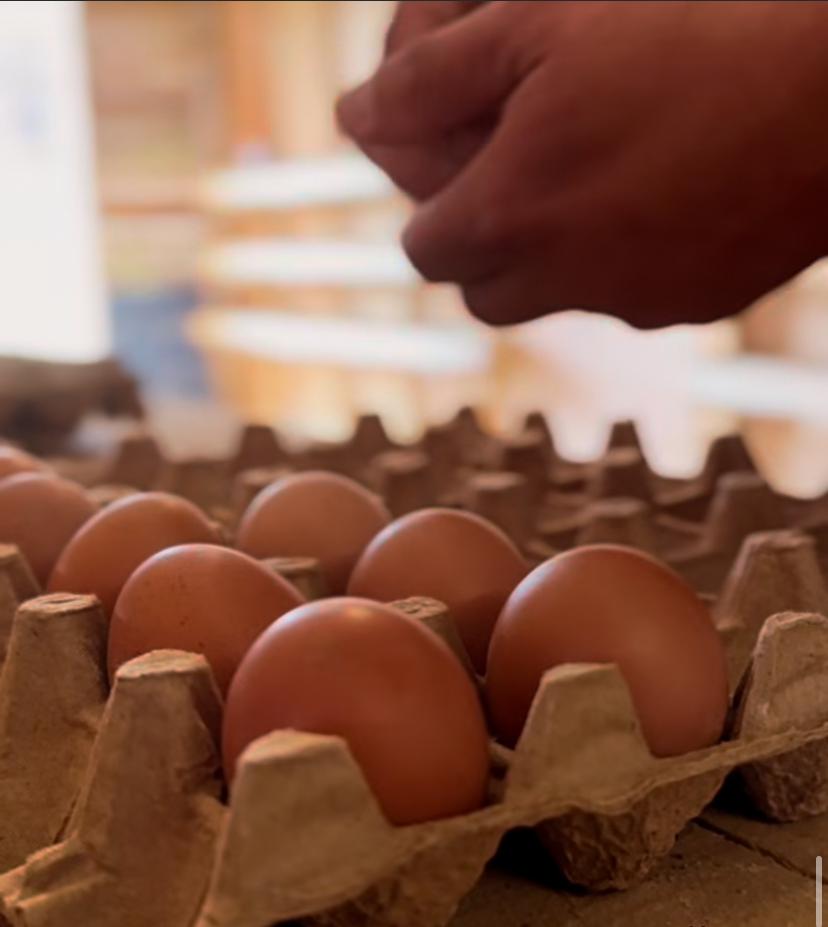 Huevos de Gallina Libre — Bandeja 30 Unidades | Vida Natura Chile